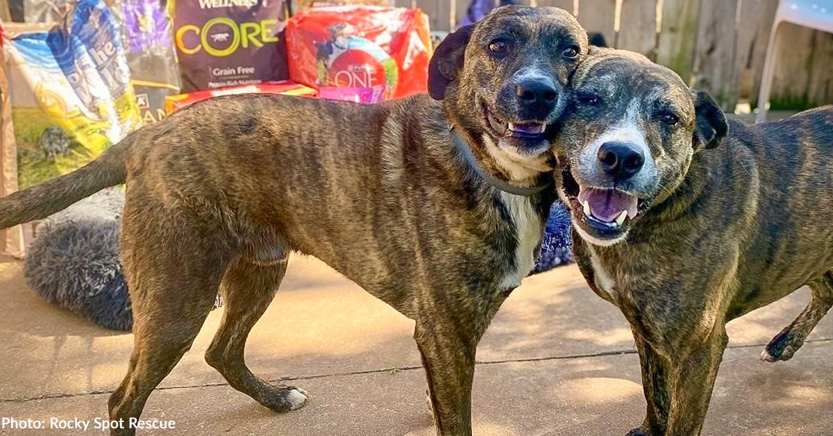 Malnourished dogs found hugging together on the side of the road now thrives thanks to your donations