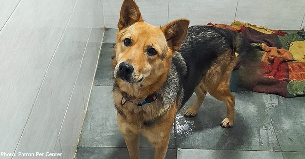 Traumatized ukraine -hund finally find family who love her unconditionally