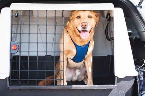 Dogs are sitting in pet carrier in the car