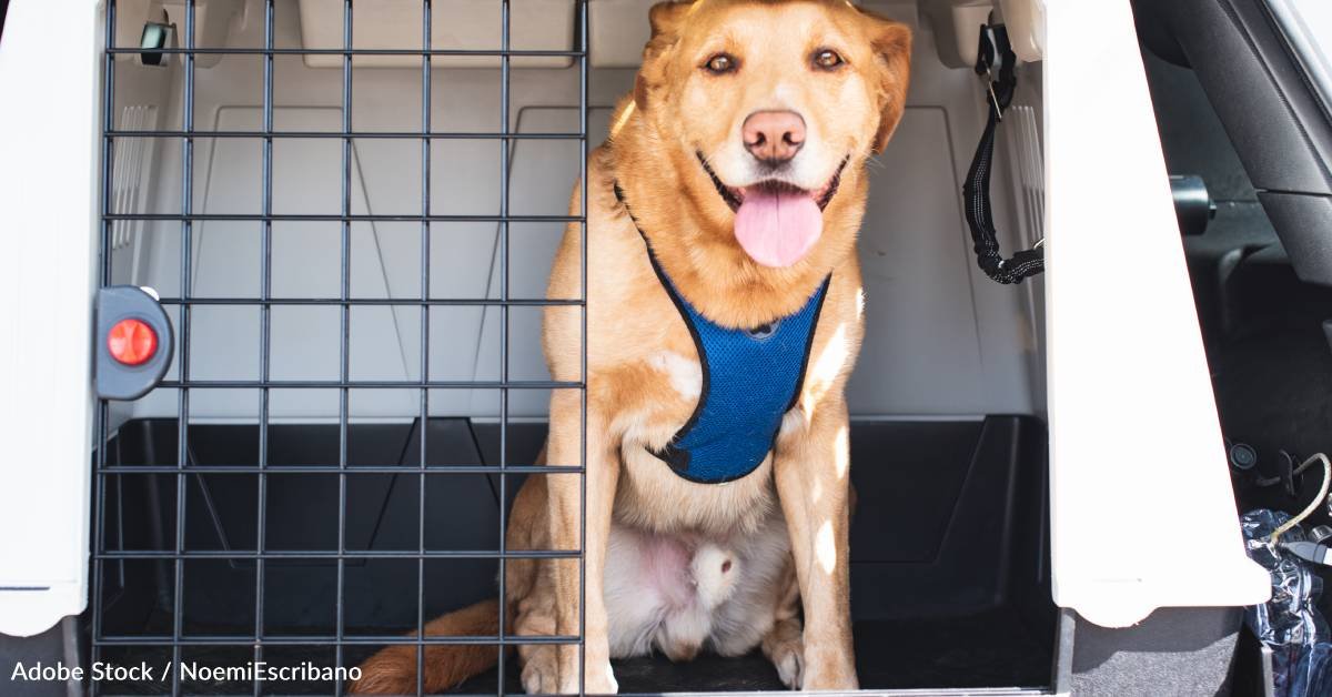This pet readiness month, learn how to keep pets in emergency plans