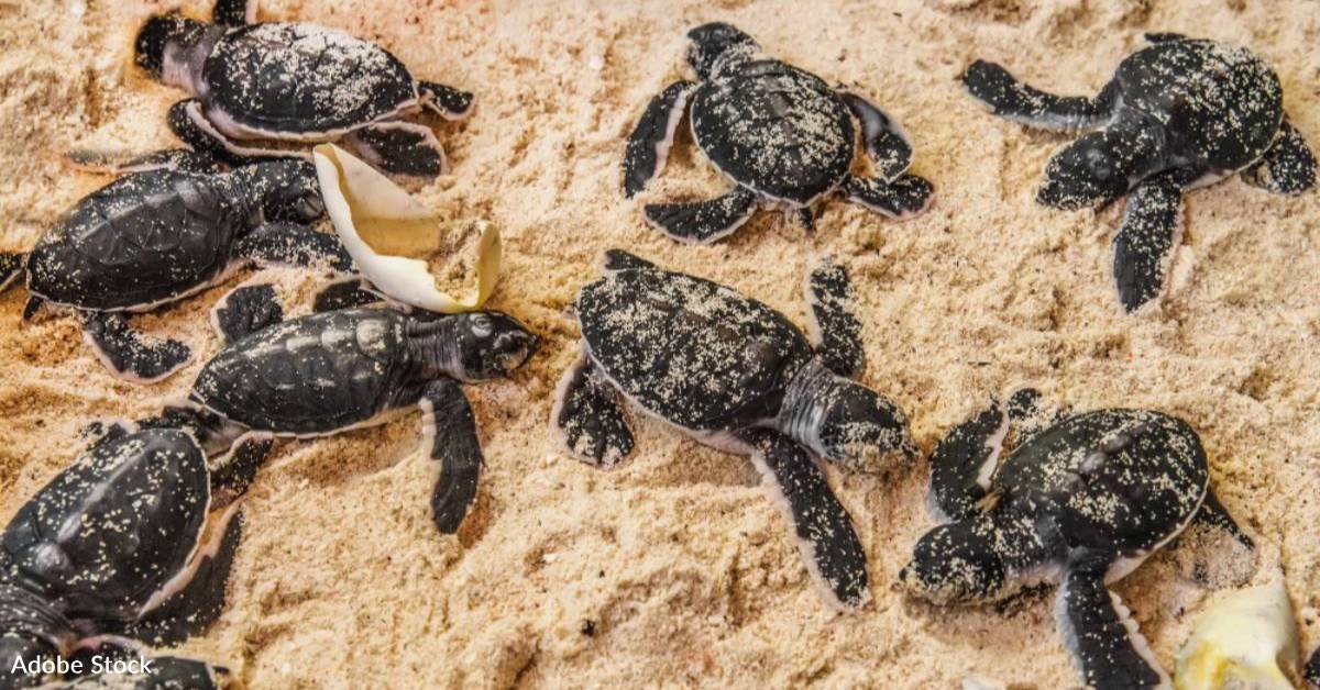Help protecting the nest to make sure that more endangered baby -sea turtles survive