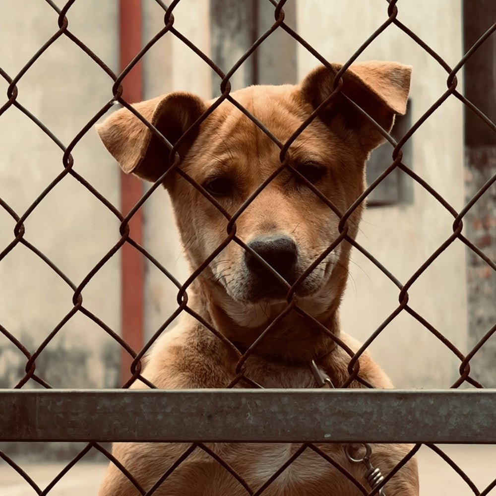 Exit the puppy mill -The pipeline through animal stores