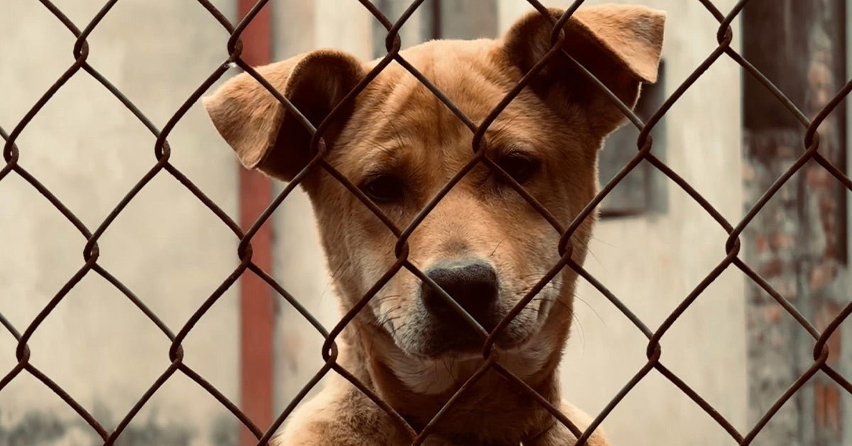 Behind Pet Shop Windows lies a factory with cruelty