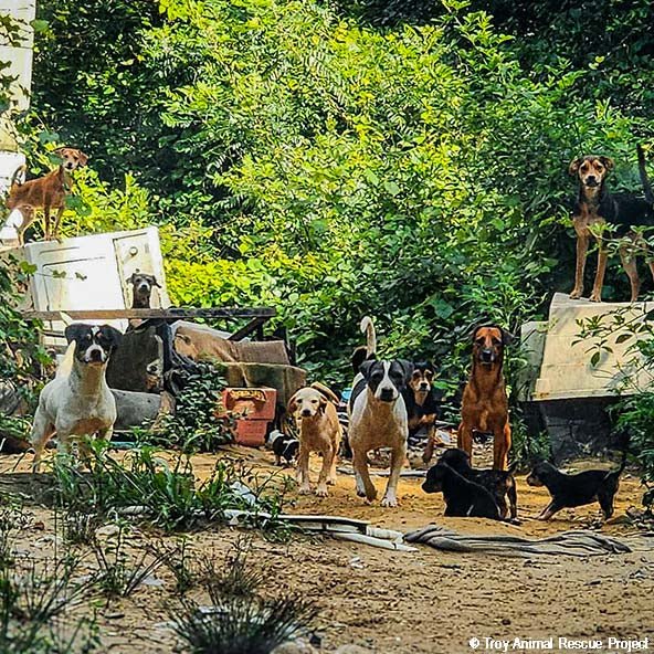 Help care of pets rescued from terrible relationships