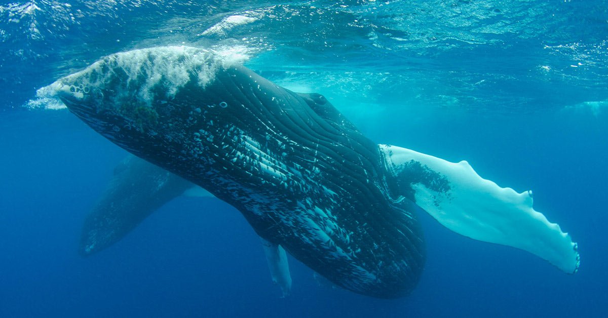 Scientists say humpbacks are trying to talk to us underwater