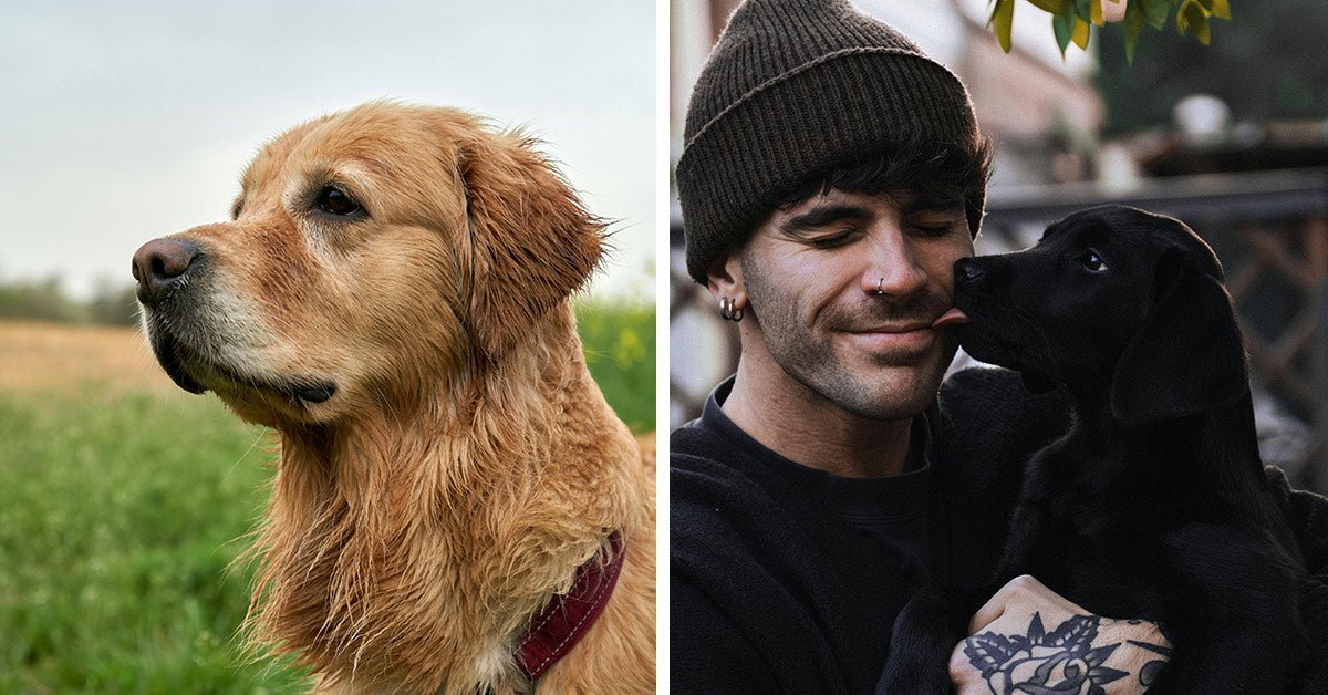 Onion signs with dog could save lives from deadly airborne sponge