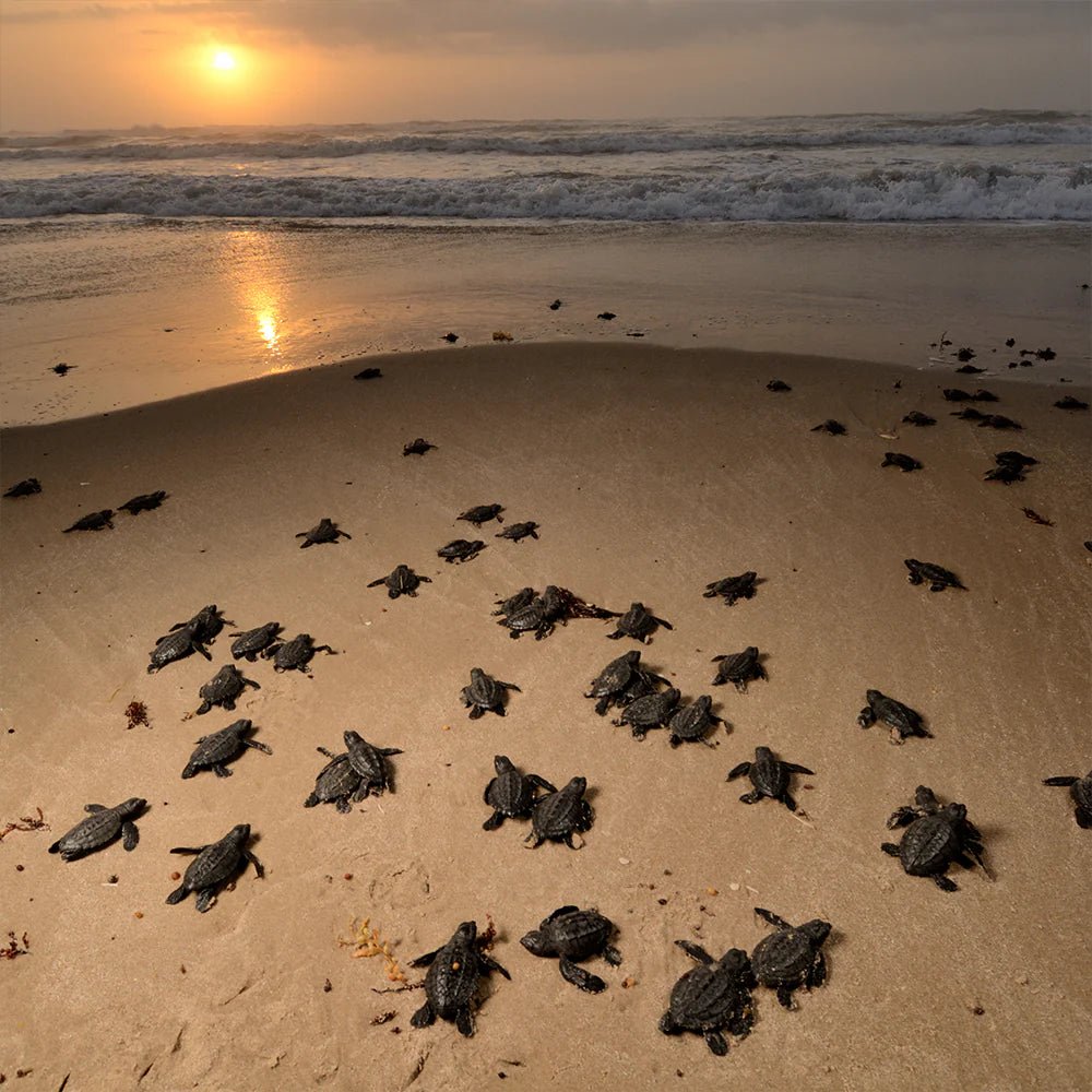 Help protecting endangered baby -sea turtles
