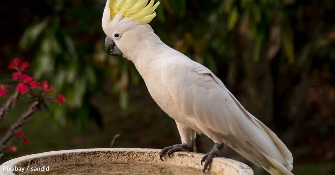 Smart wild birds in Australia Learn how to serve water fountains