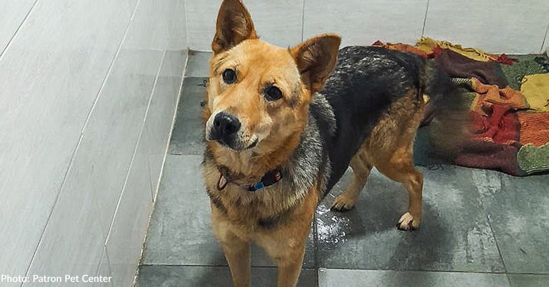 Traumatized ukraine -hund finally find family who love her unconditionally