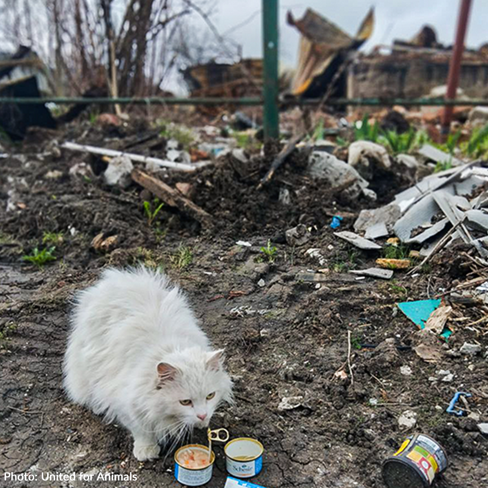 Starving pet Ukraine