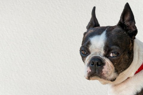 Boston Terrier looks at the camera