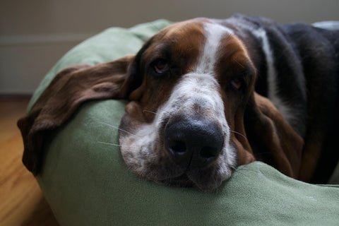 Basset hound sleeps in dog bed