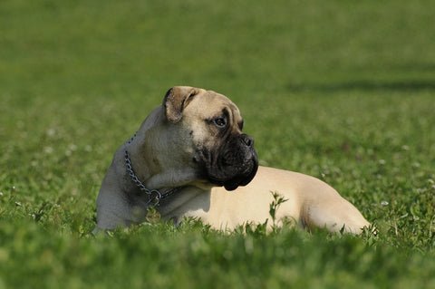 Bullmastiff relaxes on the grass