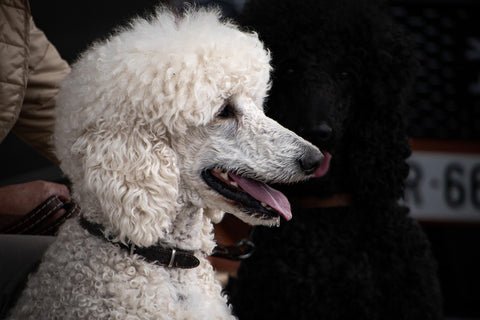 Default Poodle viewed from the page