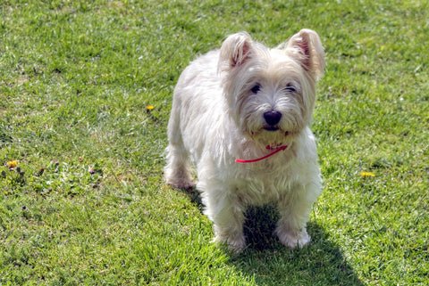 West Highland White Terrier stands in grass
