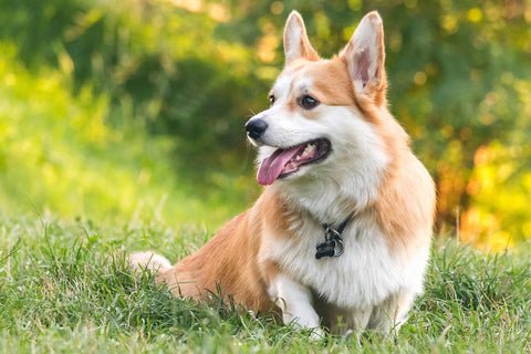 Corgi sits with the tongue out