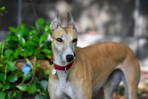 Greyhound looks out of the camera