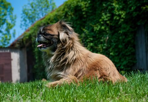 Pekingese dog sits in the yard