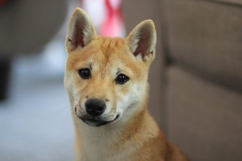 Shiba Inu Puppy Looks at the Camera