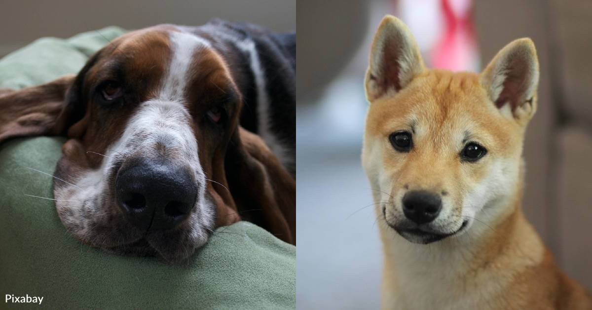 10 Independent dog breeds that can handle alone time