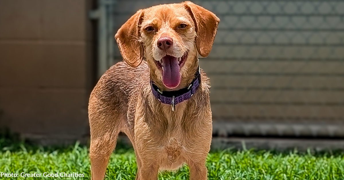 Help flying over 50 exposed dogs by crowded shelters to freedom