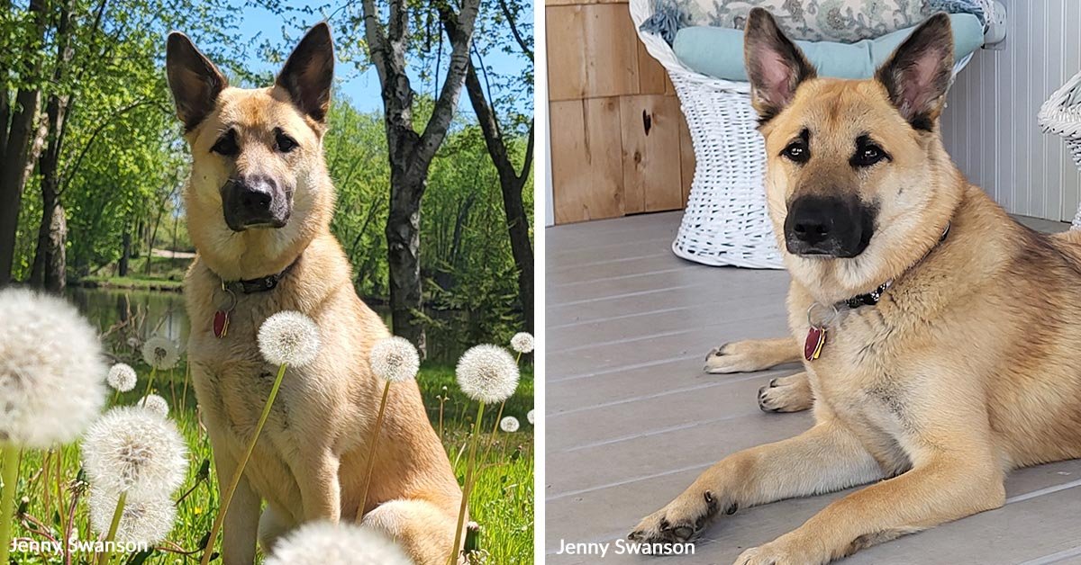 Mourning pet owner fights for the company's veterinarian chain after routine spay leads to death