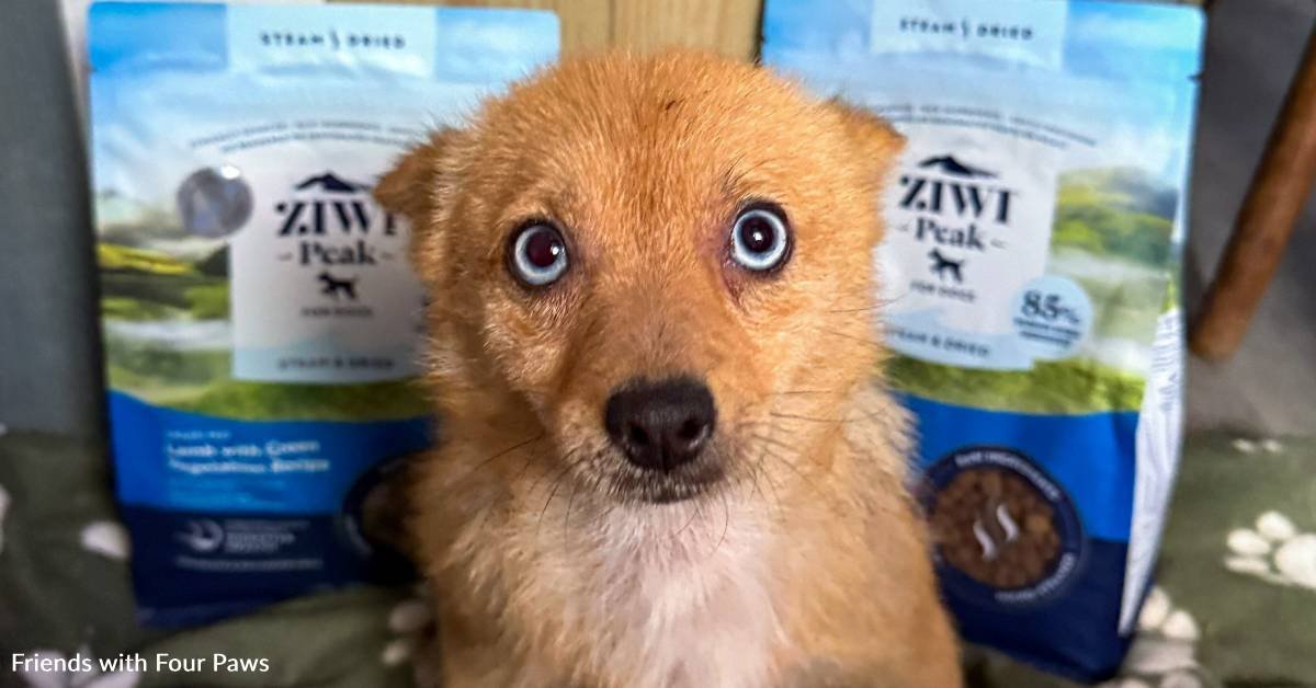 Sick dog that looks like a 'blue -eyed coyote' is about to recover thanks to you