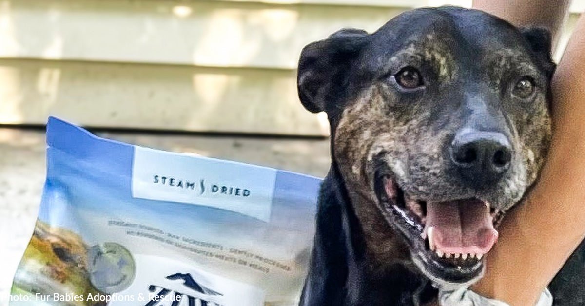 Starving senior dog found tied to wood consignments donated pet food
