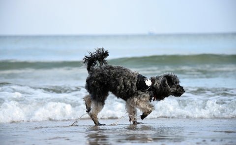 Poodle plays in water on the beach