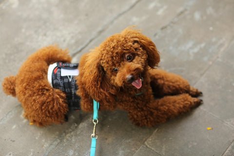 Toy poodle out on a walk