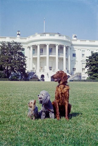 President Nixon's Poodle Vicky with his other dogs