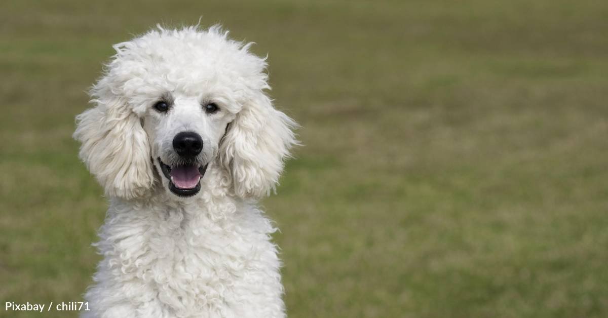 10 funny facts about the entertaining, lovable poodle