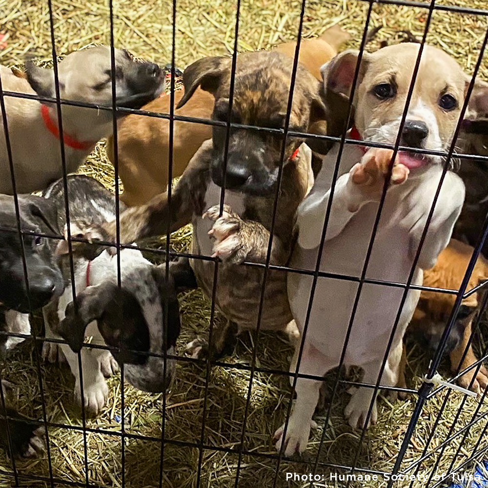 Feed hungry shelter pets