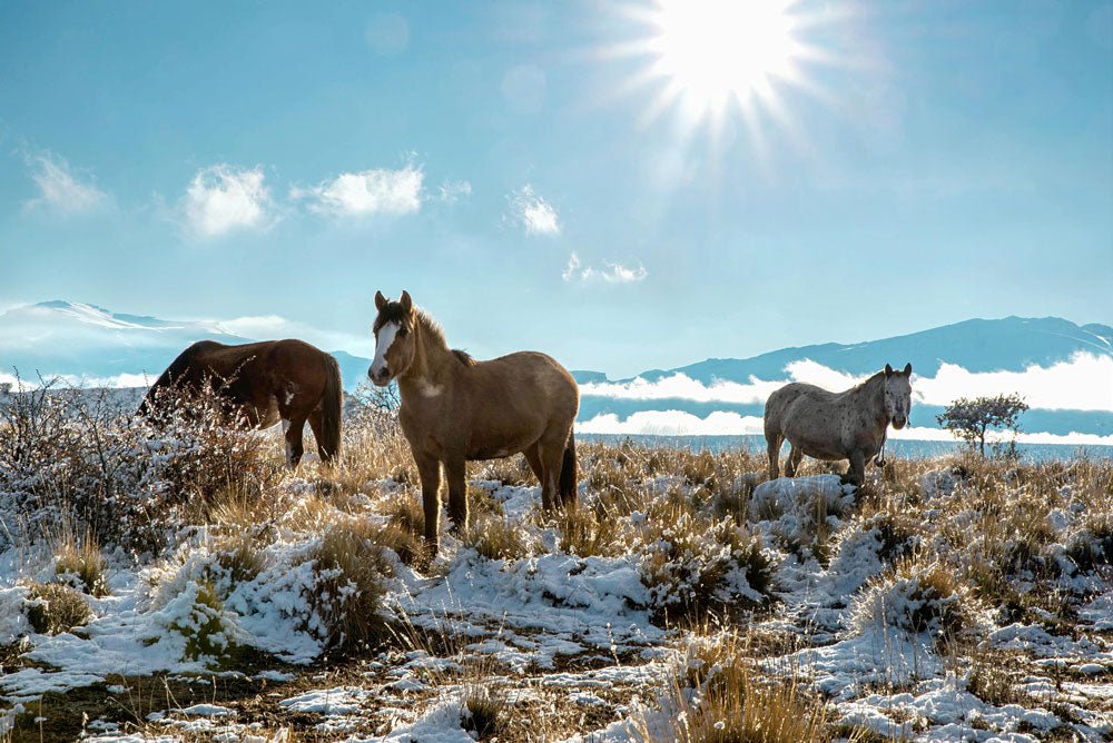 Wild horses grazing in a snowy mountain landscape under bright sunlight.