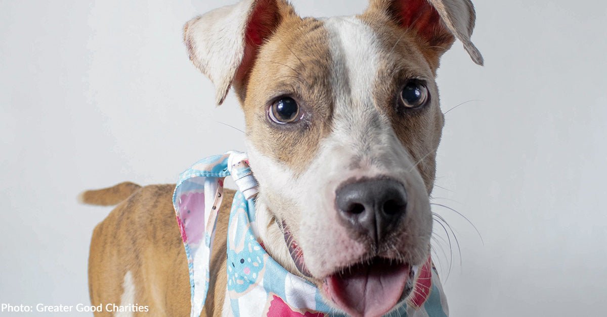 Help flying over 70 livestock out of crowded shelters in the south