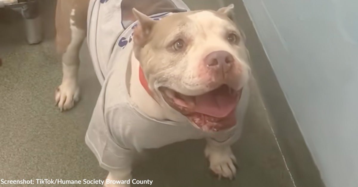 Dog that is abandoned on the side of the road gets her happily ever