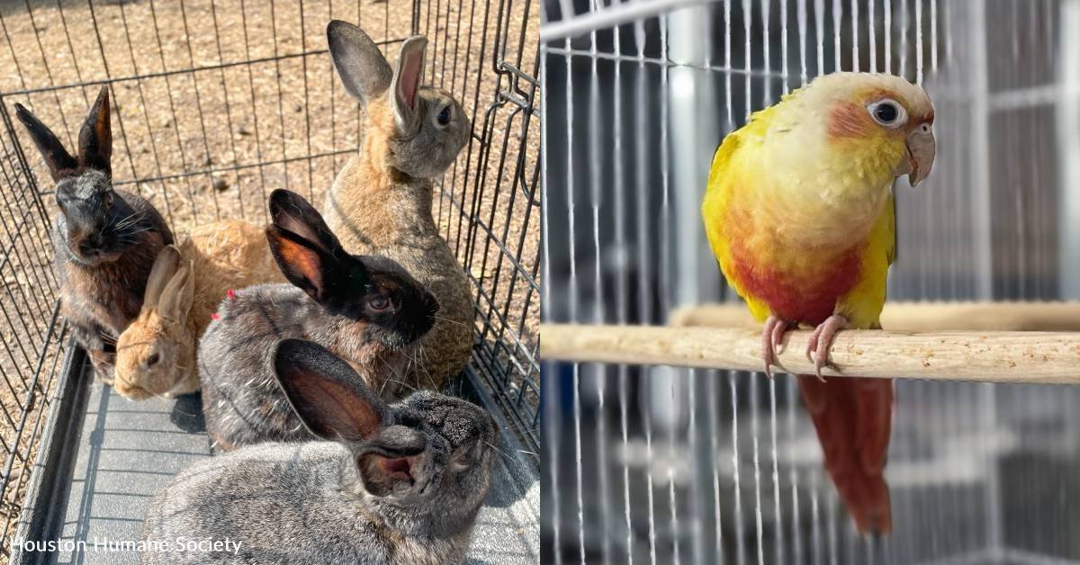 Shelter rescues rabbits and birds from hamstring situation you helped