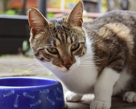 Cat with white fur and tabby -markings eating from plastic blue bowl outside