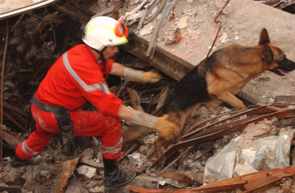 Rescuer in red uniform guides a German shepherd -search dog over broken steel and garbage at the ground zero.