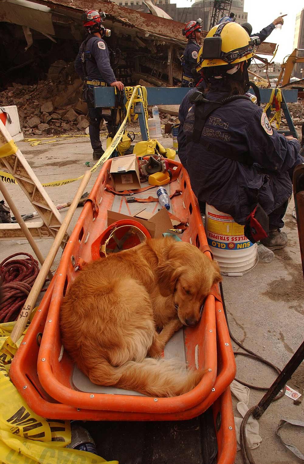 However, Golden Retriever Rescue curled asleep in an orange stretcher, while emergencies work among rubble in the background.