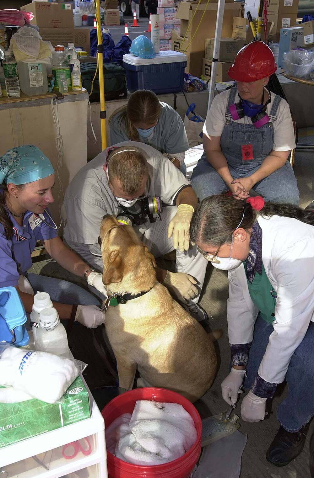 Rescue dogs who receive medical care from a team of veterinarians wearing masks and gloves inside a provisional treatment area.