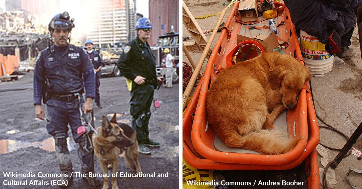Brave dogs fought through smoke and rubble to save lives on September 9