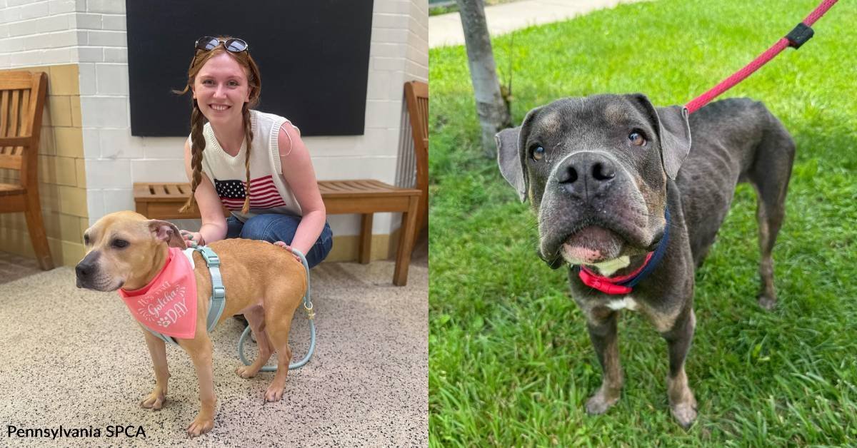 You helped save two neglected dogs, one that was left after moving