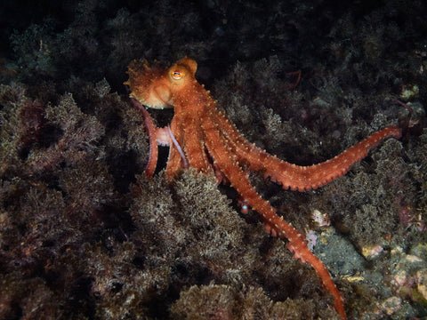 A reddish -brown squid with structured skin and long, curly arms moves over a dark, rocky seabed covered with marine algae.