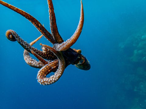 A close -up under the water of an octopus swimming through clear blue water, with its curly tentacles and suction cups prominently visible.