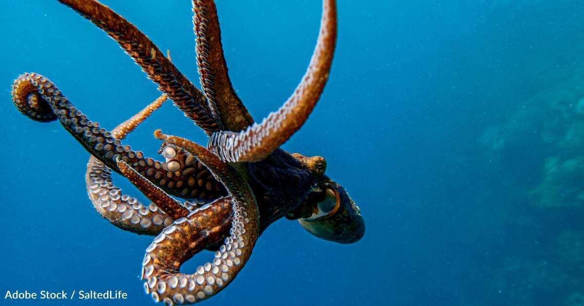 Ambidextrous? Squid is far beyond that