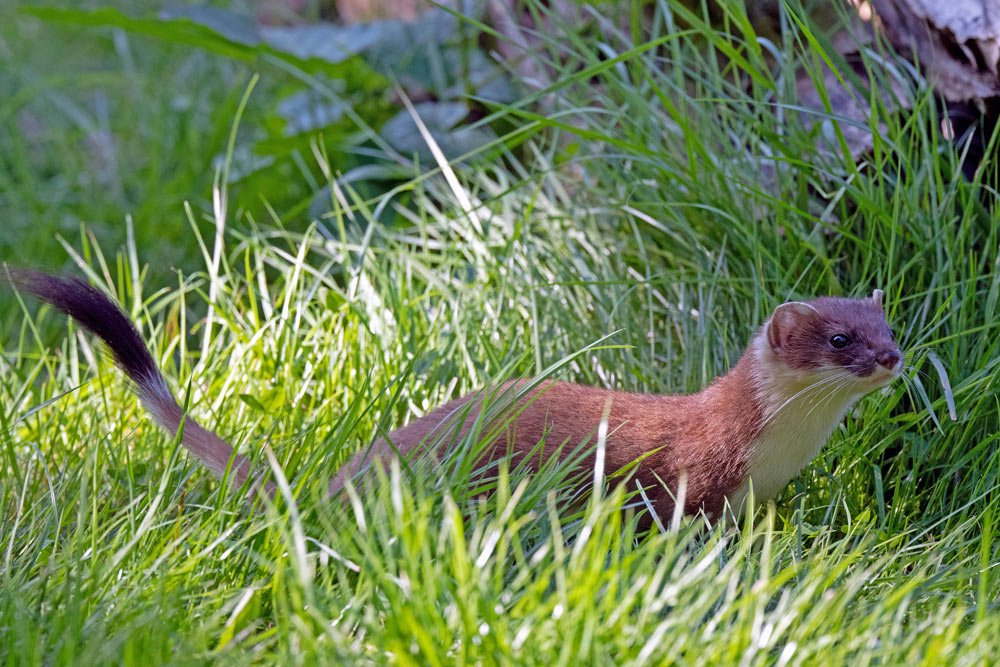 A stoat with a brown coat and white underfall slides through high green grass.
