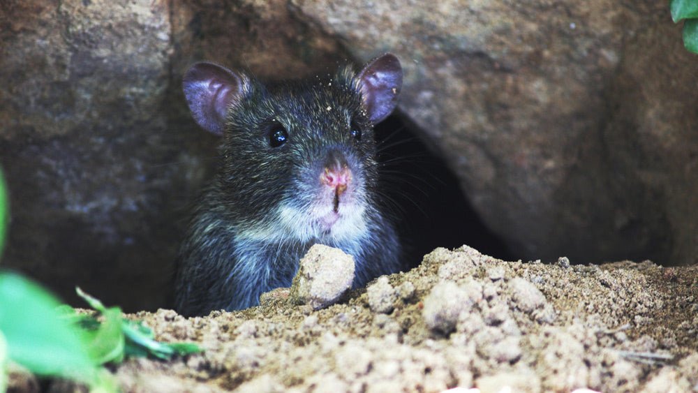A dark-shaped rat is shown in a dirt grave, surrounded by soil and rocks.