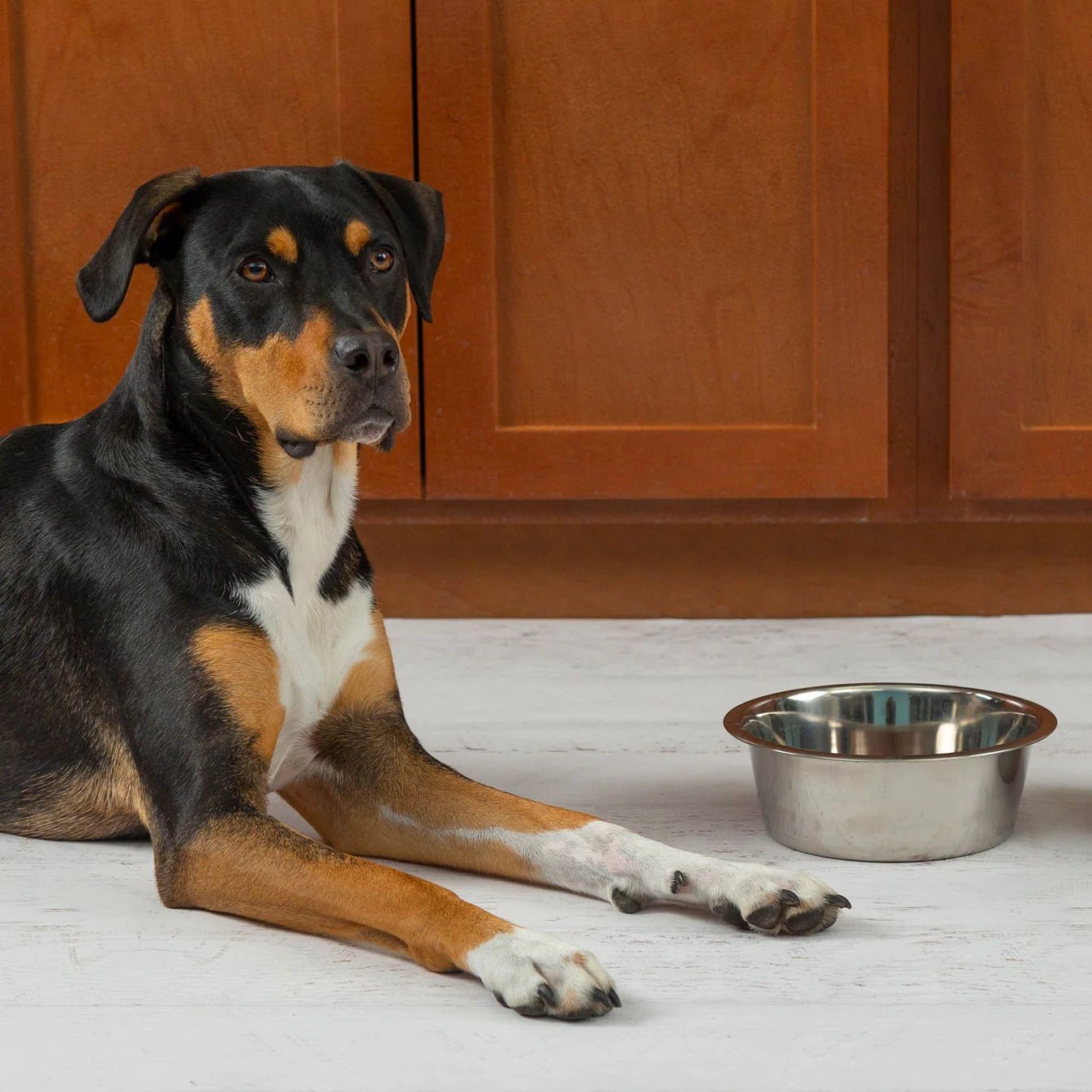 Send vital supplies to shelters that save pet's life