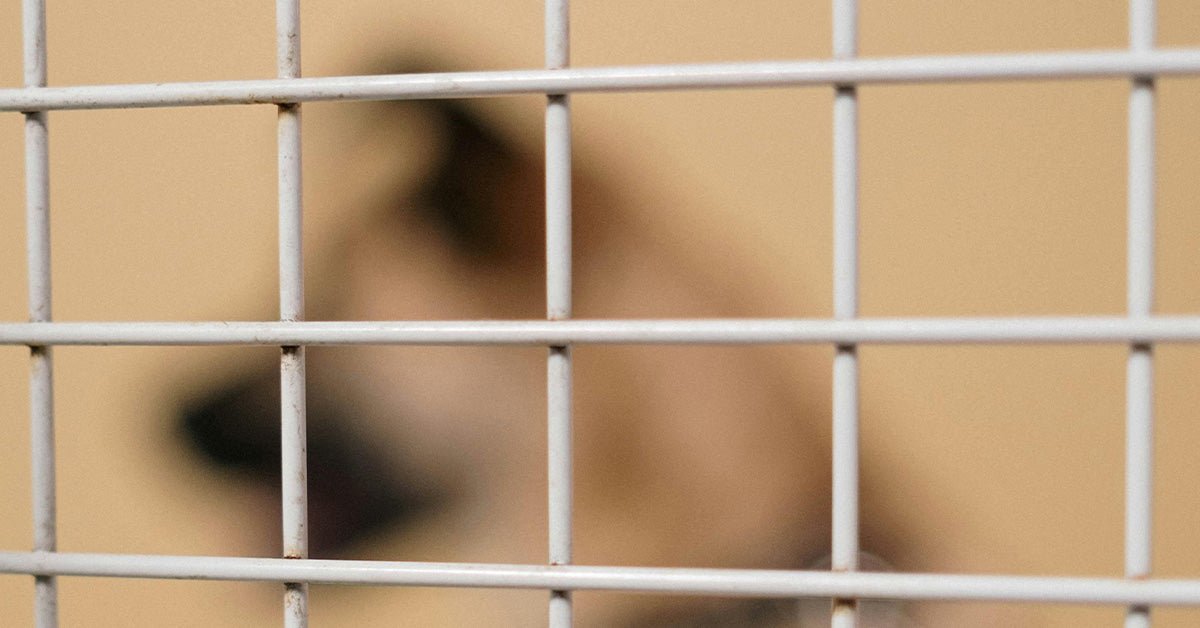 Ukrainian veteran healing journey through the care of shelter dogs